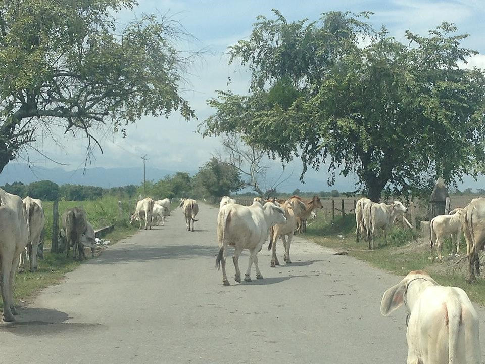 La Chamba